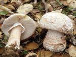 Amanita novinupta - Fungi Species